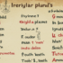 Plurali irregolari in inglese: una breve guida